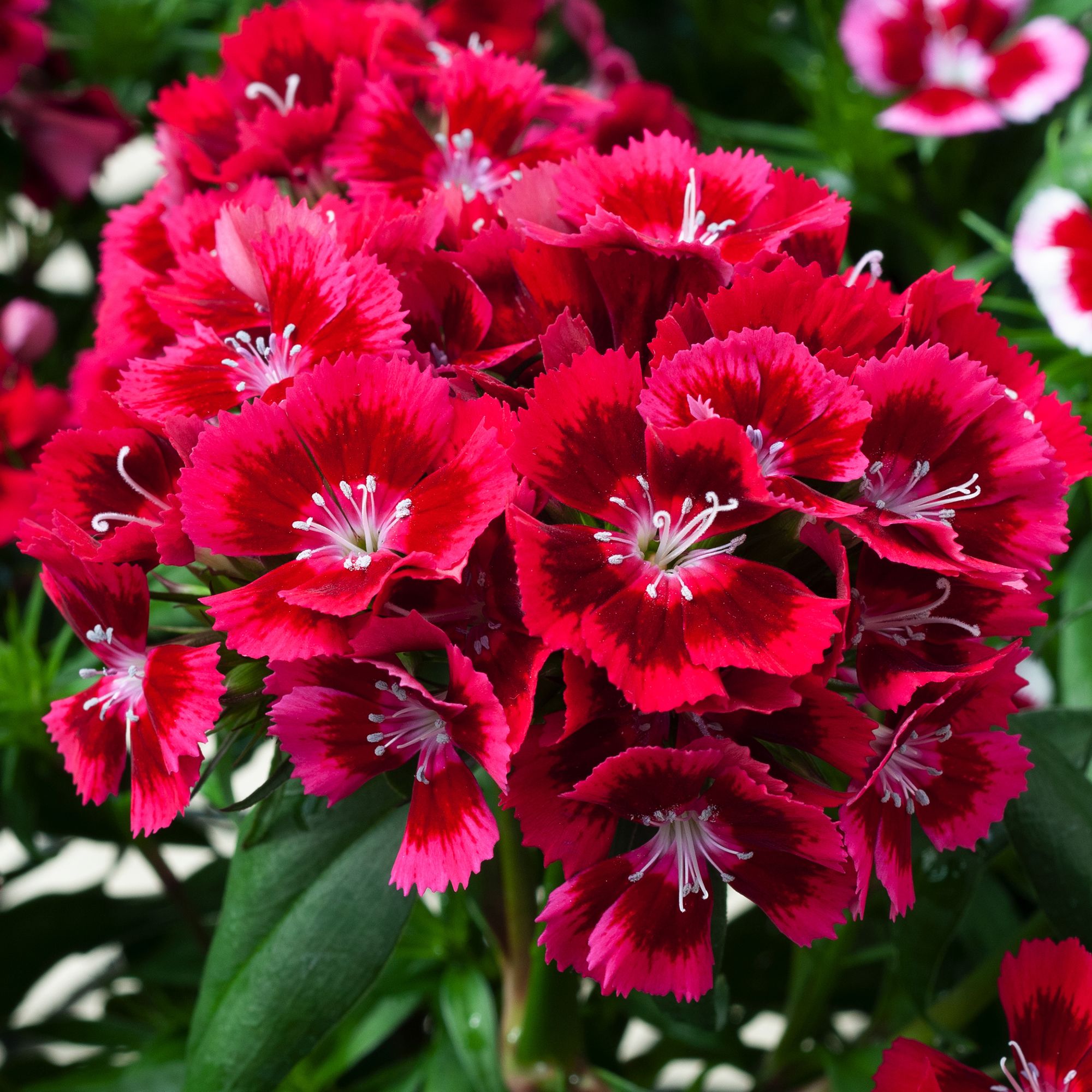 9 cell Dianthus Sweet William mixed Autumn Bedding plant, Pack of 4