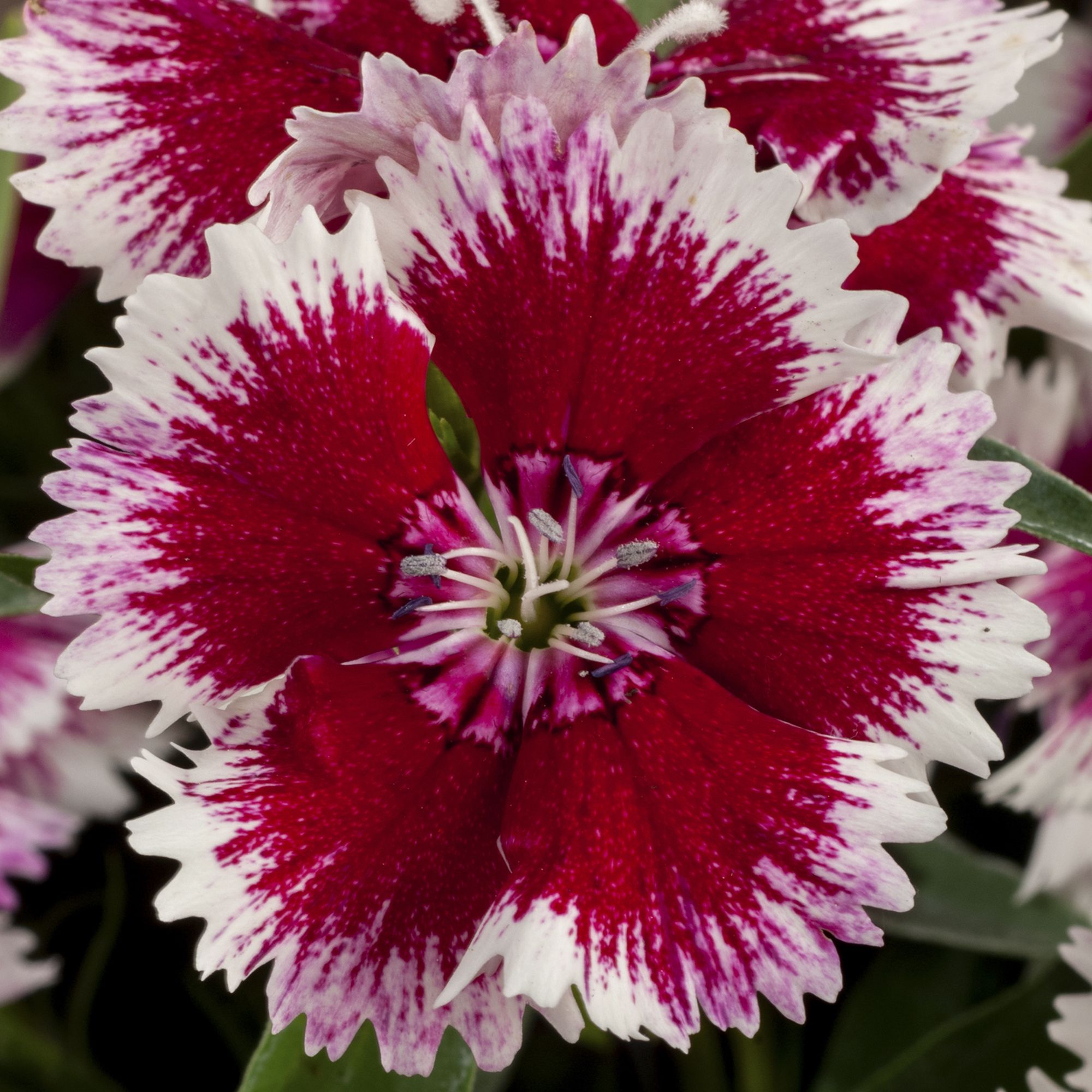9 cell Dianthus Sweet William mixed Autumn Bedding plant, Pack of 4