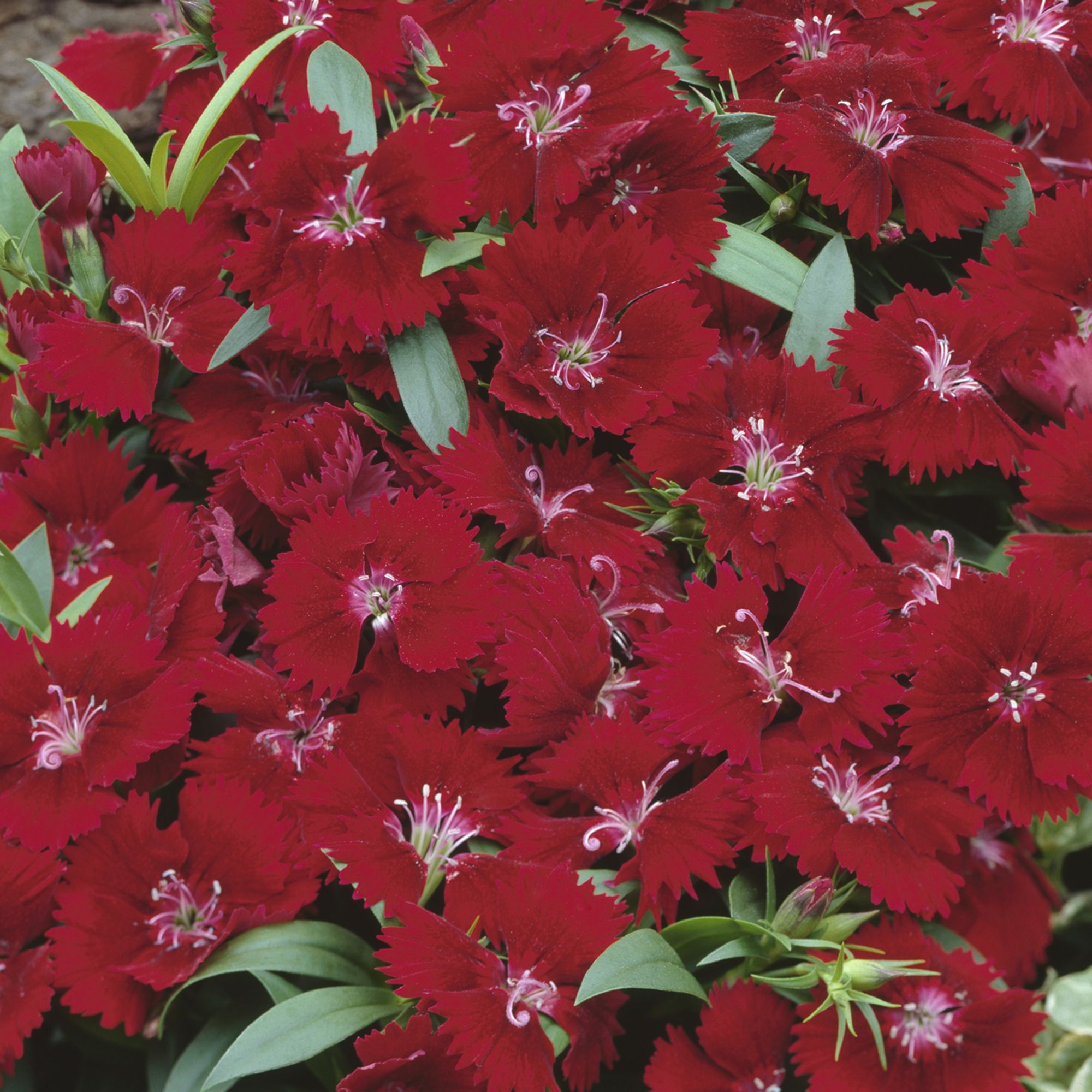 9 cell Dianthus Sweet William mixed Autumn Bedding plant, Pack of 4