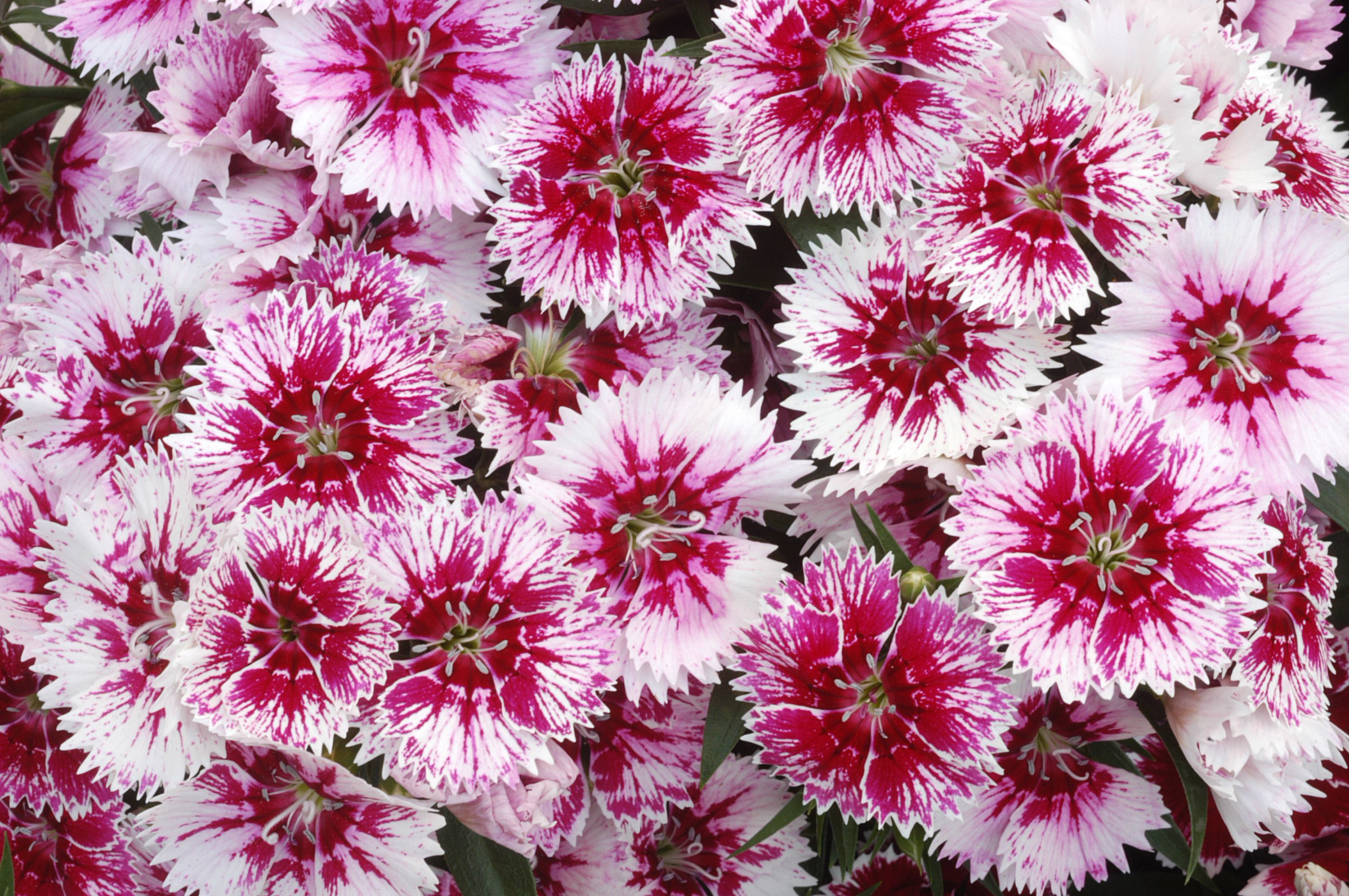 9 cell Dianthus Sweet William mixed Autumn Bedding plant, Pack of 4
