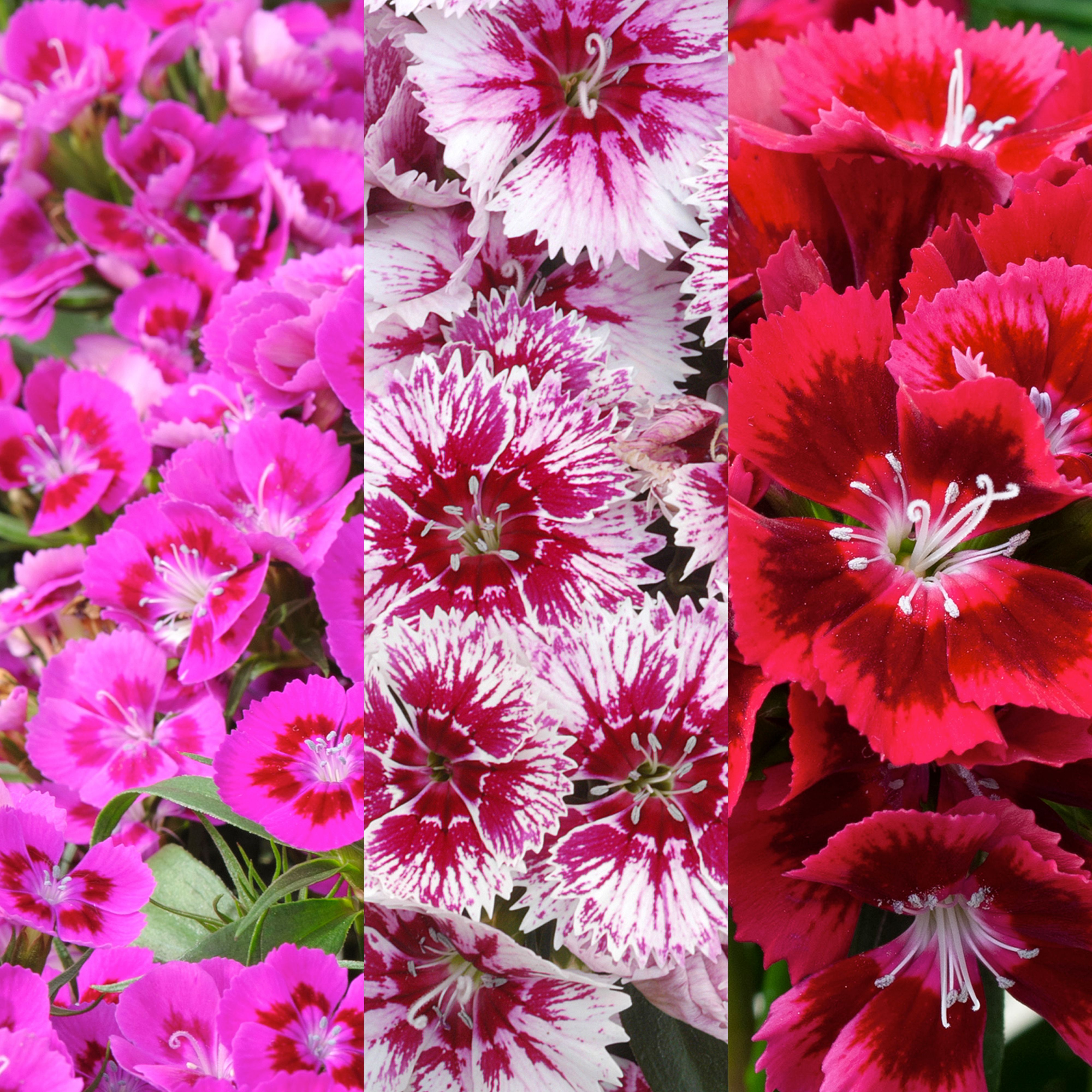 9 cell Dianthus Sweet William mixed Autumn Bedding plant, Pack of 4