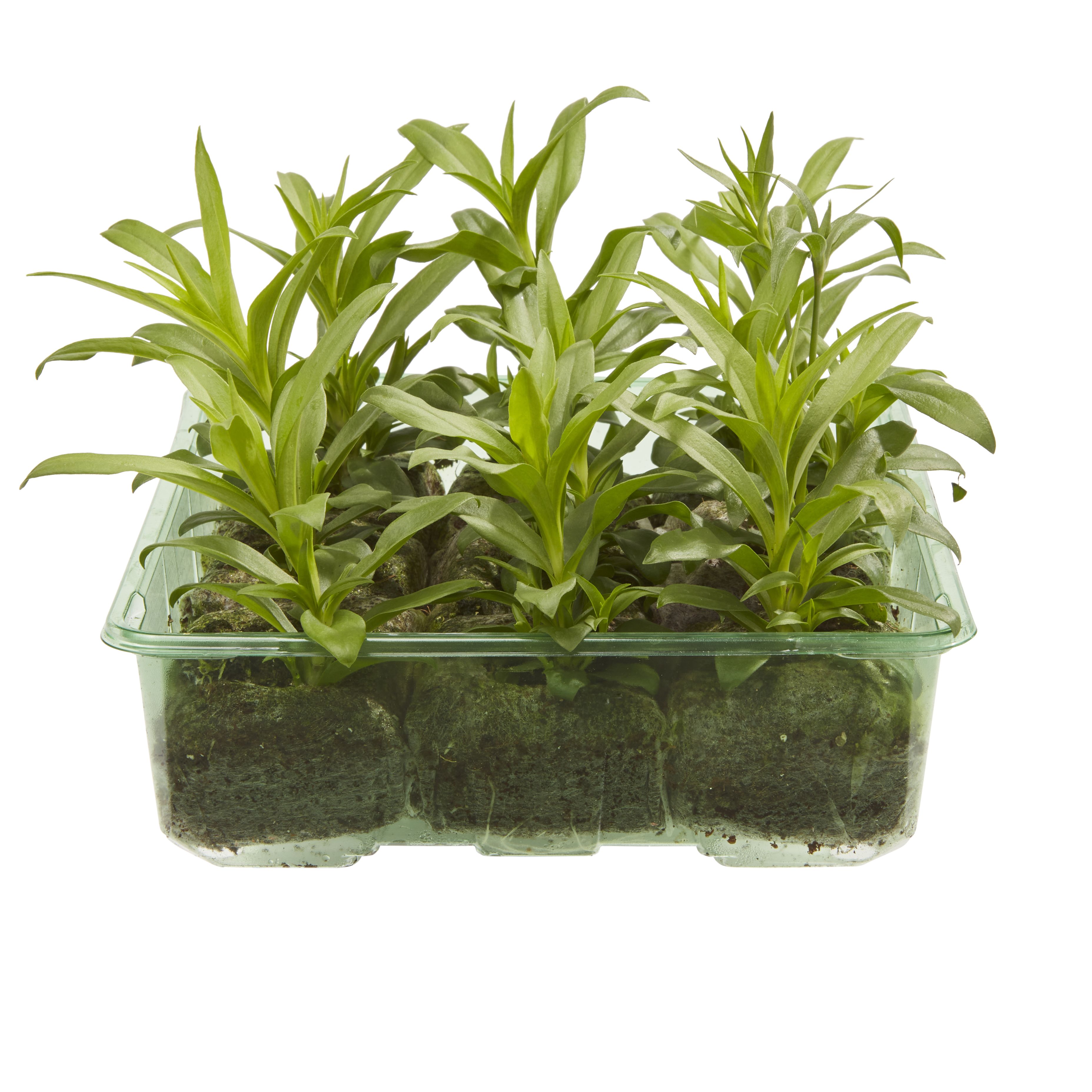 9 cell Dianthus Sweet William mixed Autumn Bedding plant, Pack of 4