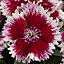 9 cell Dianthus Sweet William violet Spring Bedding plant, Pack of 4
