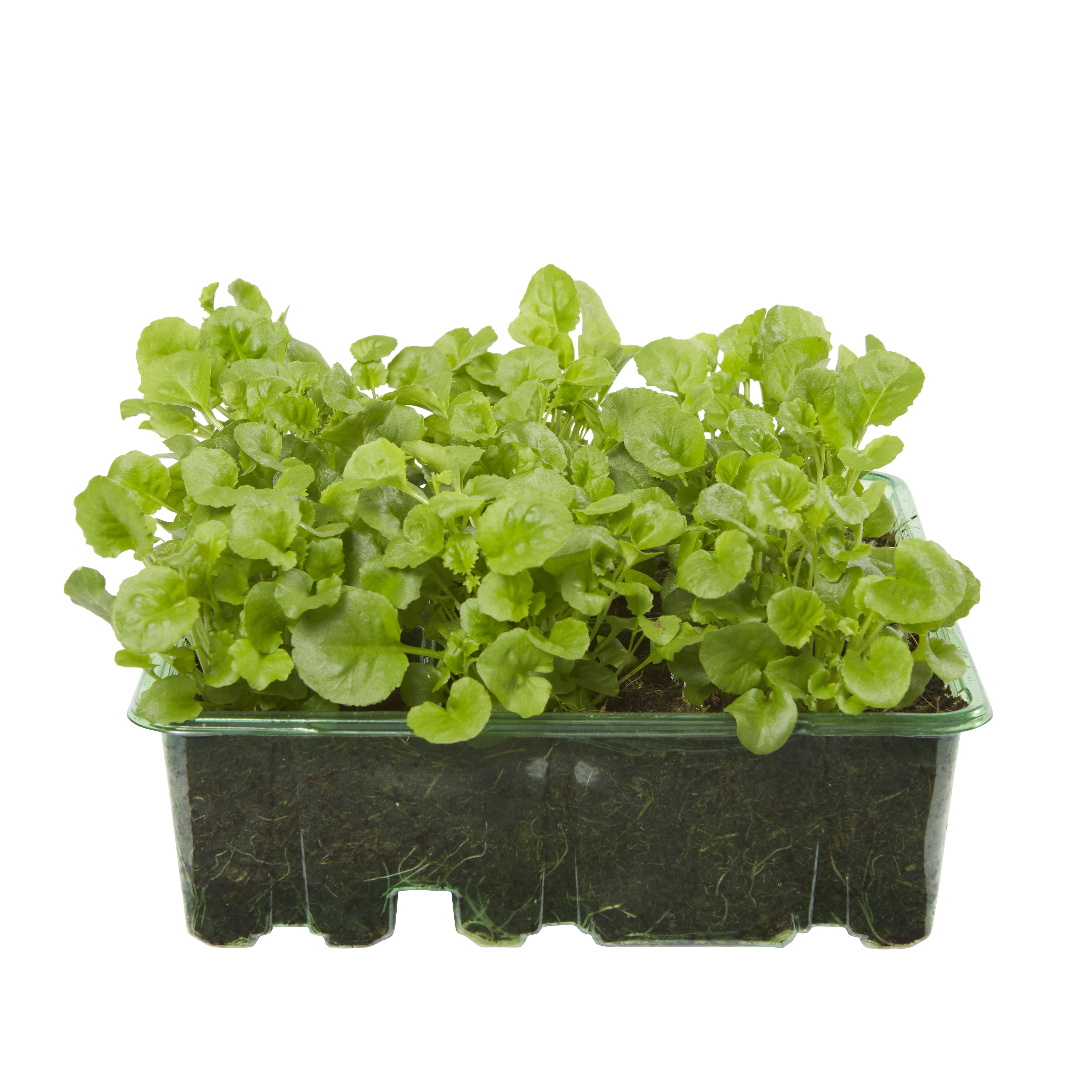9 cell Lobelia Cambridge Blue Summer Bedding plant, Pack of 4