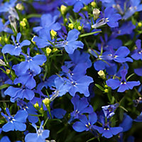 9 cell Lobelia Cambridge Blue Summer Bedding plant, Pack of 4