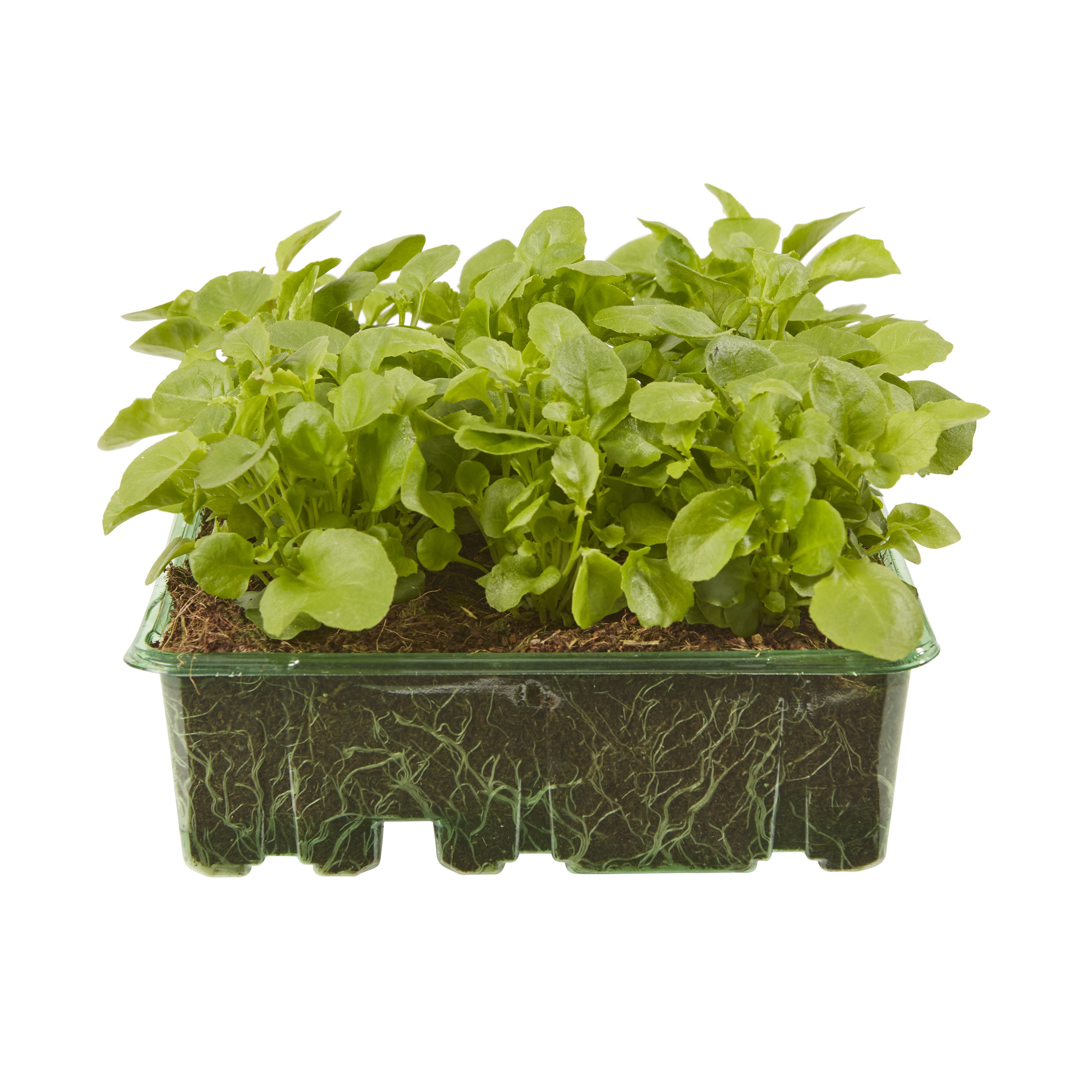 9 cell Lobelia Moonlight Mixed Summer Bedding plant, Pack of 4 DIY at B&Q