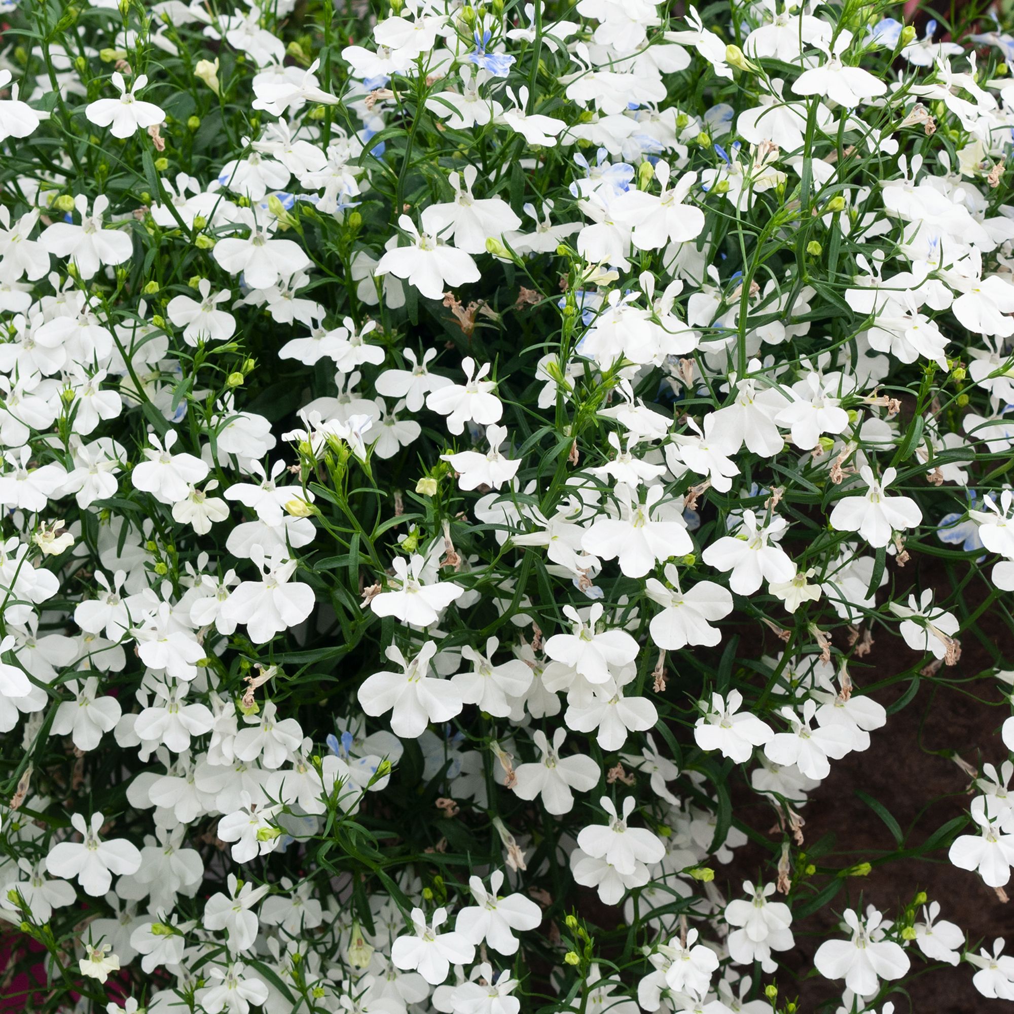 9 cell Lobelia Trailing White Summer Bedding plant, Pack of 4