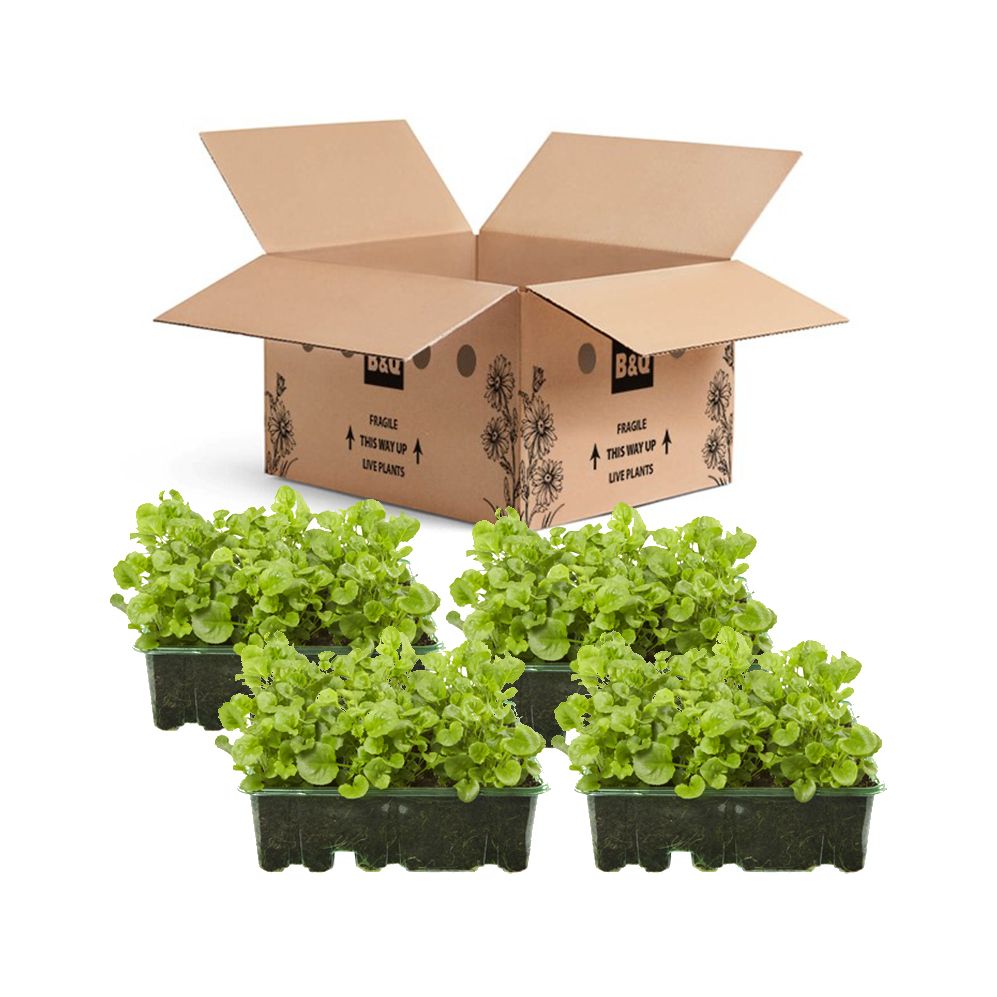 9 cell Lobelia Trailing White Summer Bedding plant, Pack of 4