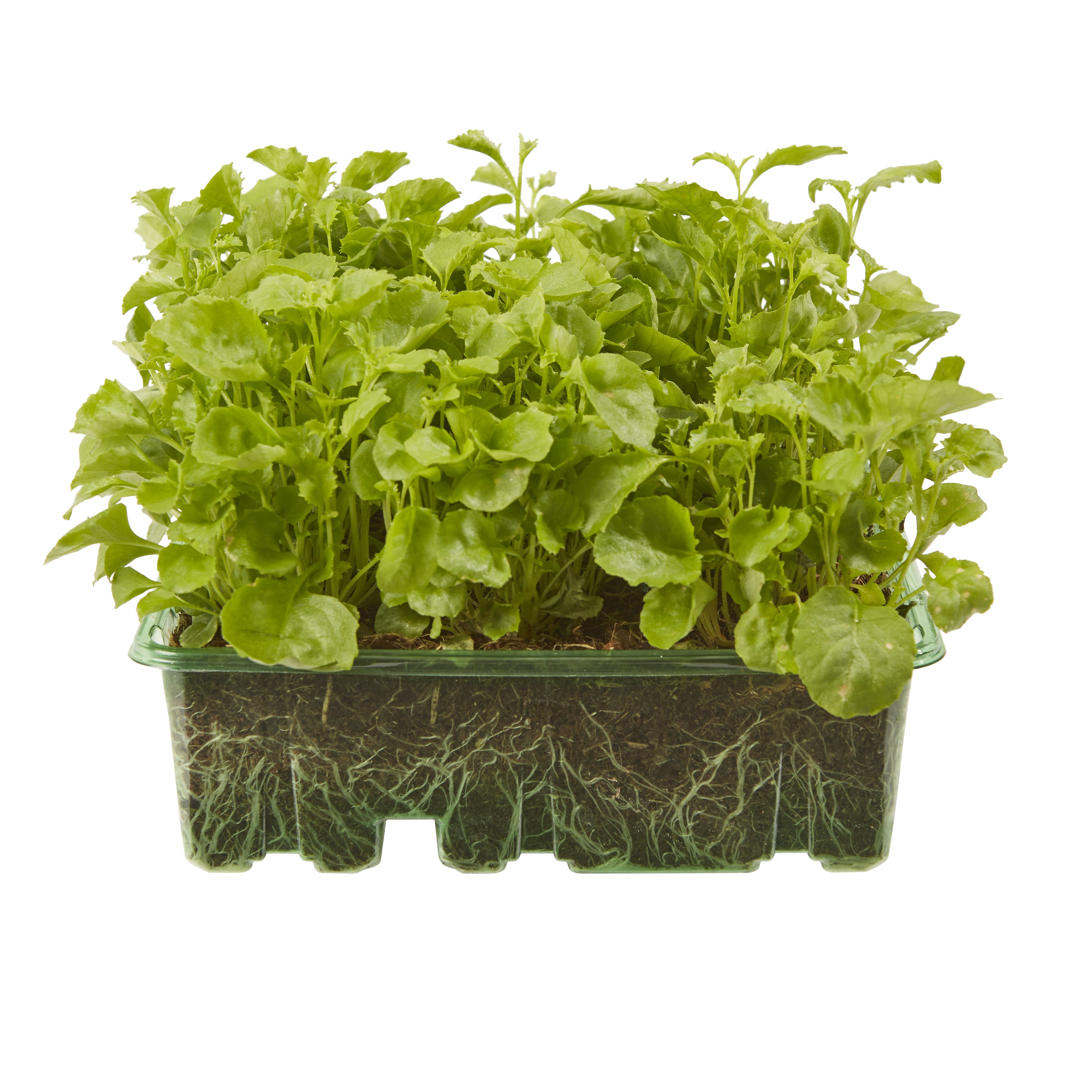 9 cell Lobelia Upright Summer Bedding plant, Pack of 4 DIY at B&Q