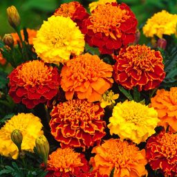 9 cell Marigold Bonanza Summer Bedding plant, Pack of 4