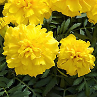 9 cell Marigold French Summer Bedding plant, Pack of 4