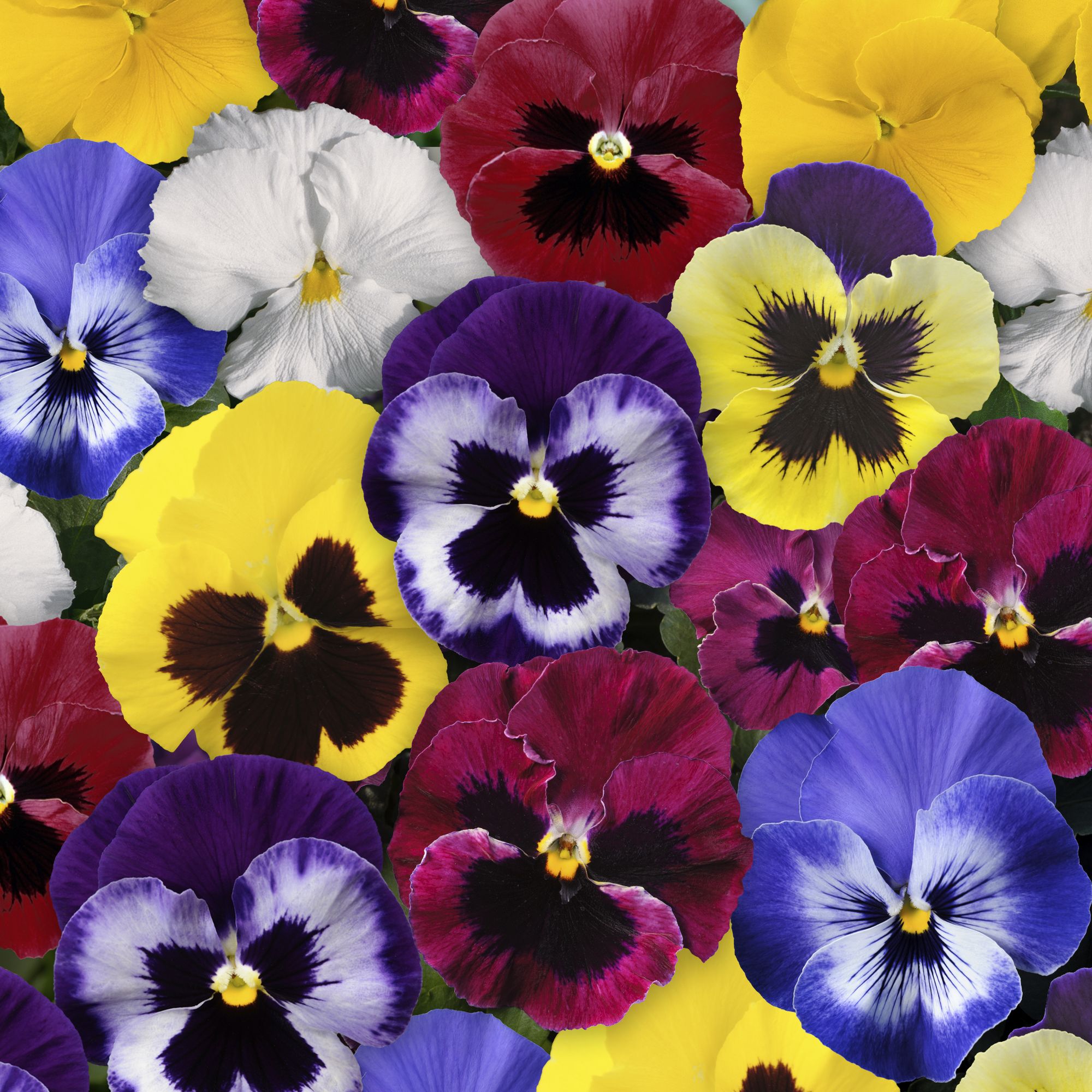 9 cell Pansy Autumn Bedding plant, Pack of 4