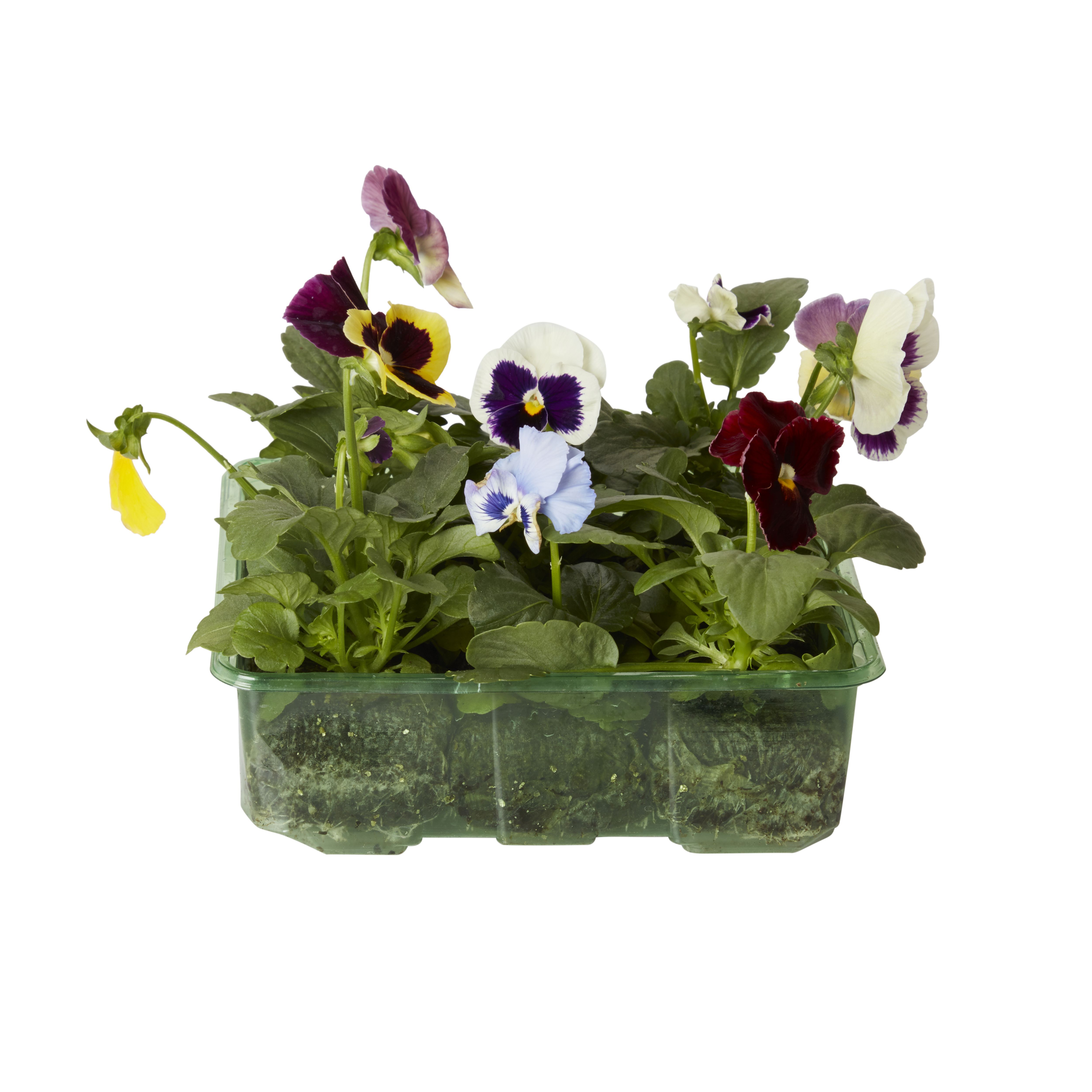 9 cell Pansy Autumn Bedding plant, Pack of 4