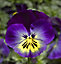 9 cell Pansy Autumn Bedding plant, Pack of 4