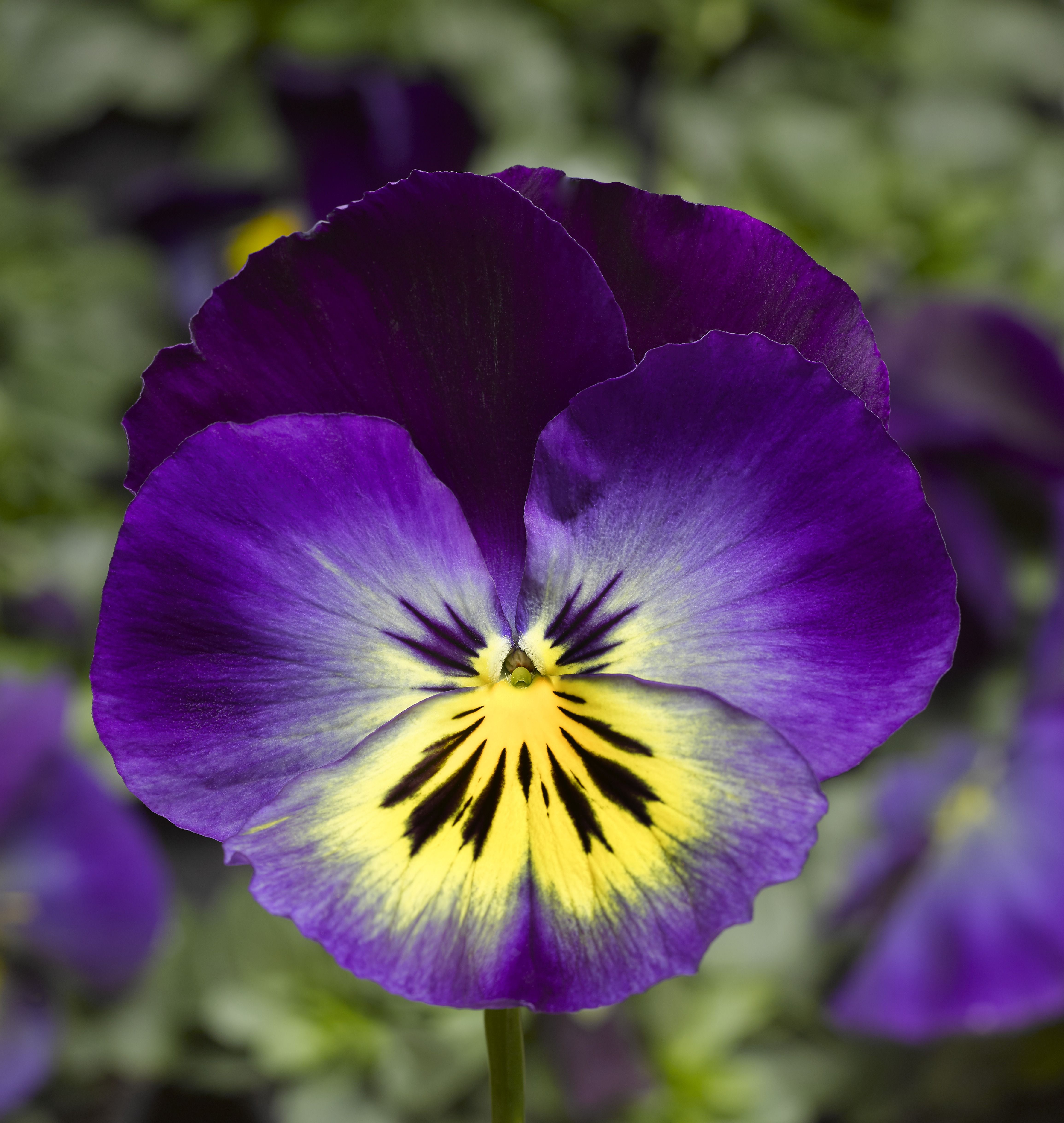 9 cell Pansy Autumn Bedding plant, Pack of 4