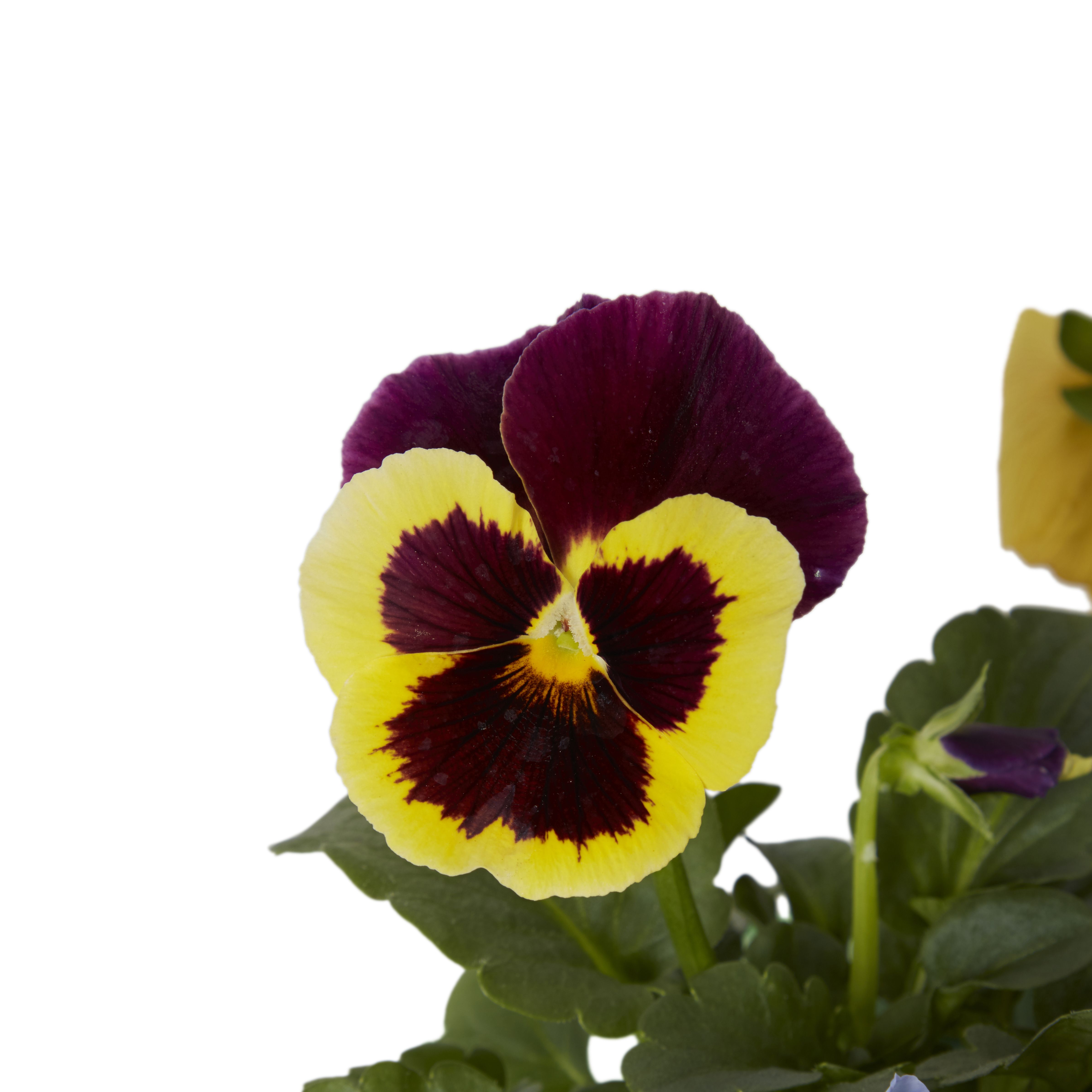 9 cell Pansy Autumn Bedding plant, Pack of 4