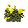 9 cell Pansy Autumn Bedding plant, Pack of 4