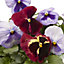 9 cell Pansy Fruits of the forest Spring Bedding plant, Pack of 4