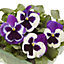 9 cell Pansy Mixed Autumn Bedding plant, Pack of 4