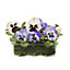9 cell Pansy Moonlight Spring Bedding plant, Pack of 4