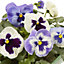 9 cell Pansy Moonlight Spring Bedding plant, Pack of 4