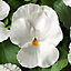 9 cell Pansy Pure white Autumn Bedding plant, Pack of 4
