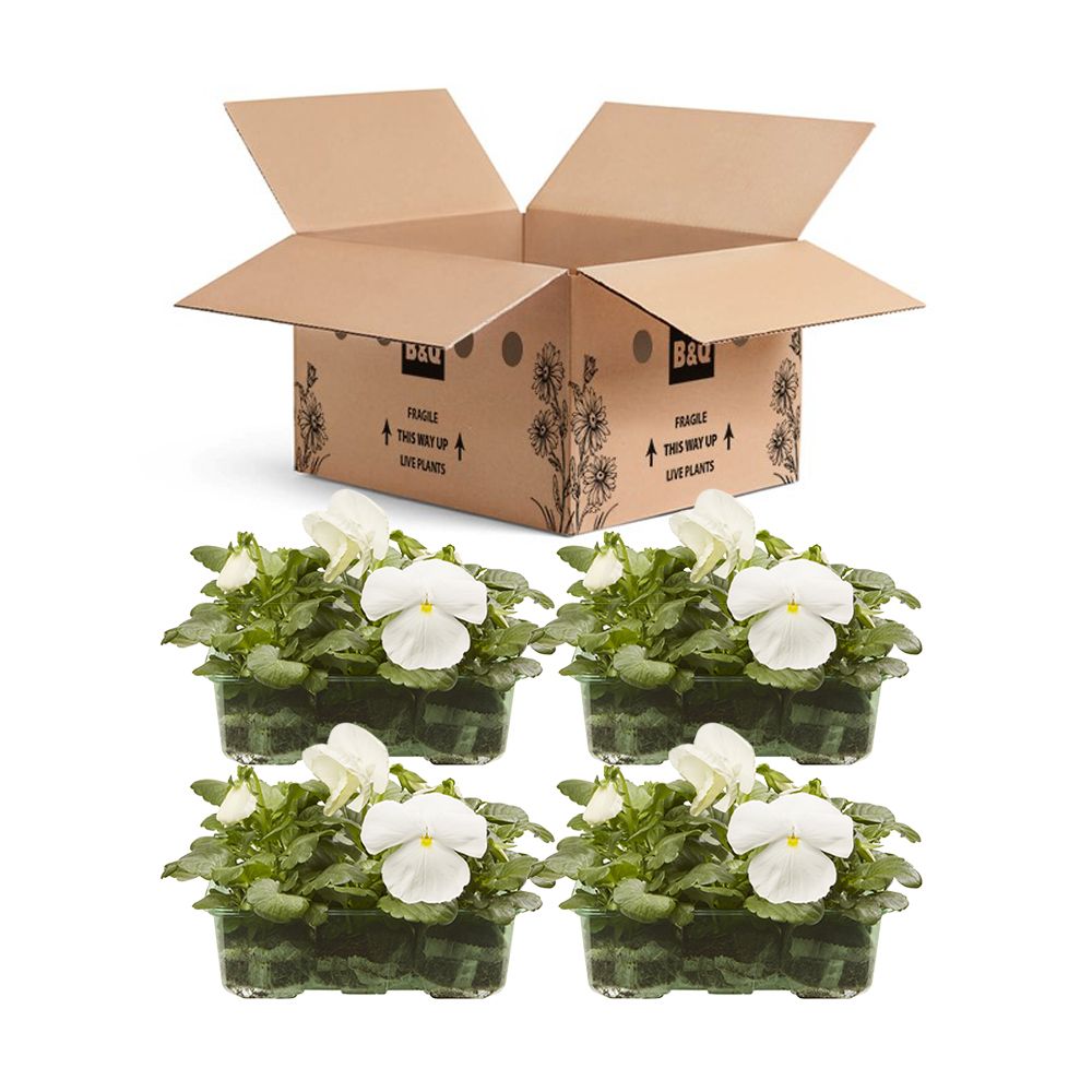 9 cell Pansy Pure white Autumn Bedding plant, Pack of 4