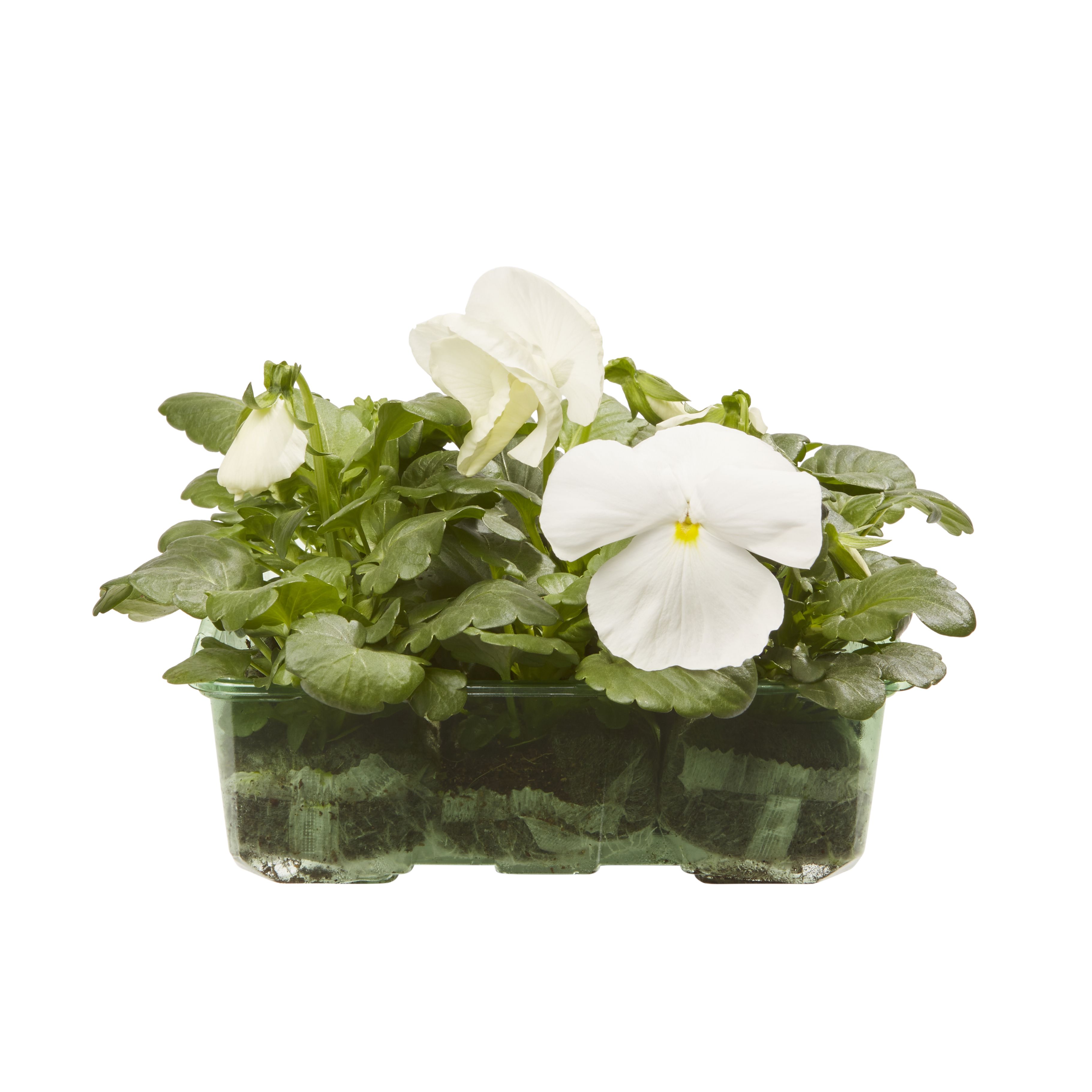 9 cell Pansy Pure white Autumn Bedding plant, Pack of 4