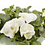 9 cell Pansy Pure white Autumn Bedding plant, Pack of 4