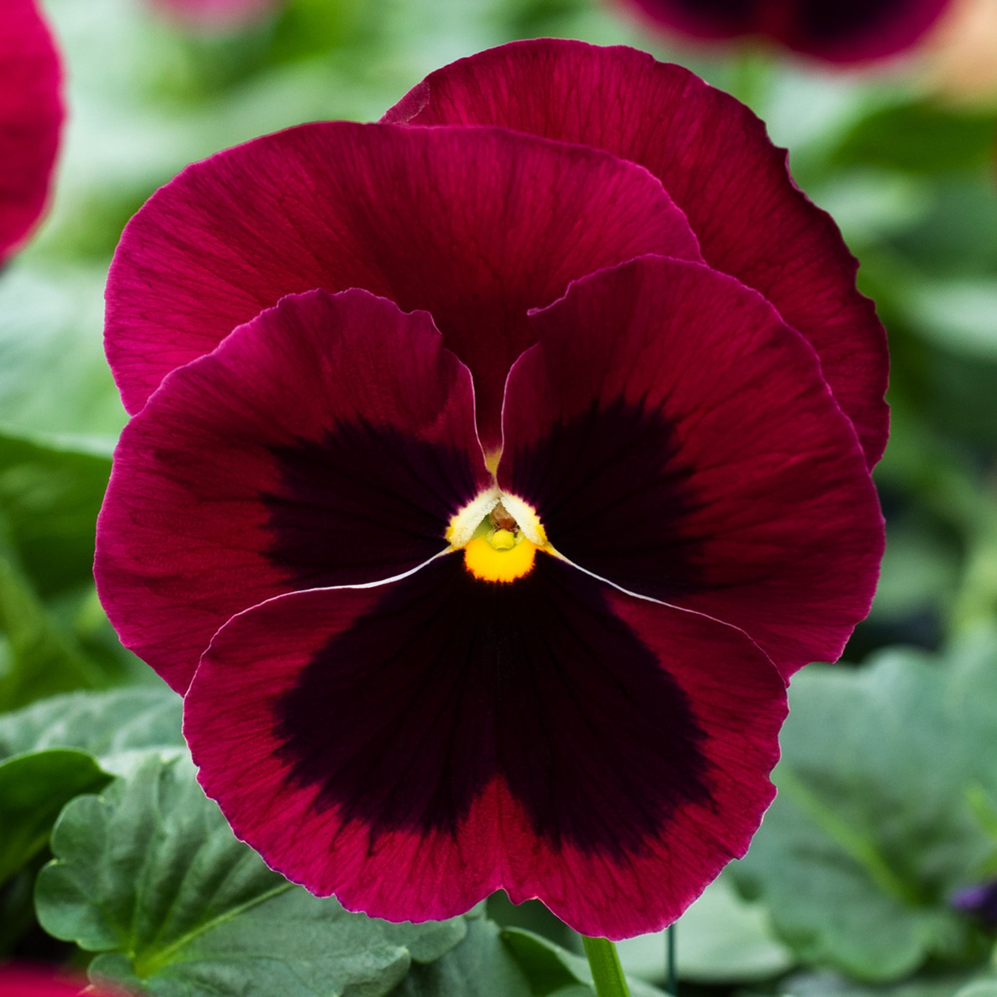 Red pansy store