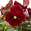 9 cell Pansy Red with blotch Autumn Bedding plant, Pack of 4