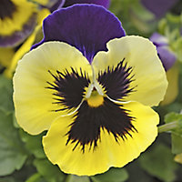 9 cell Pansy Yellow purple wing Autumn Bedding plant, Pack of 4