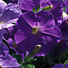 9 cell Petunia Blue Summer Bedding plant, Pack of 4