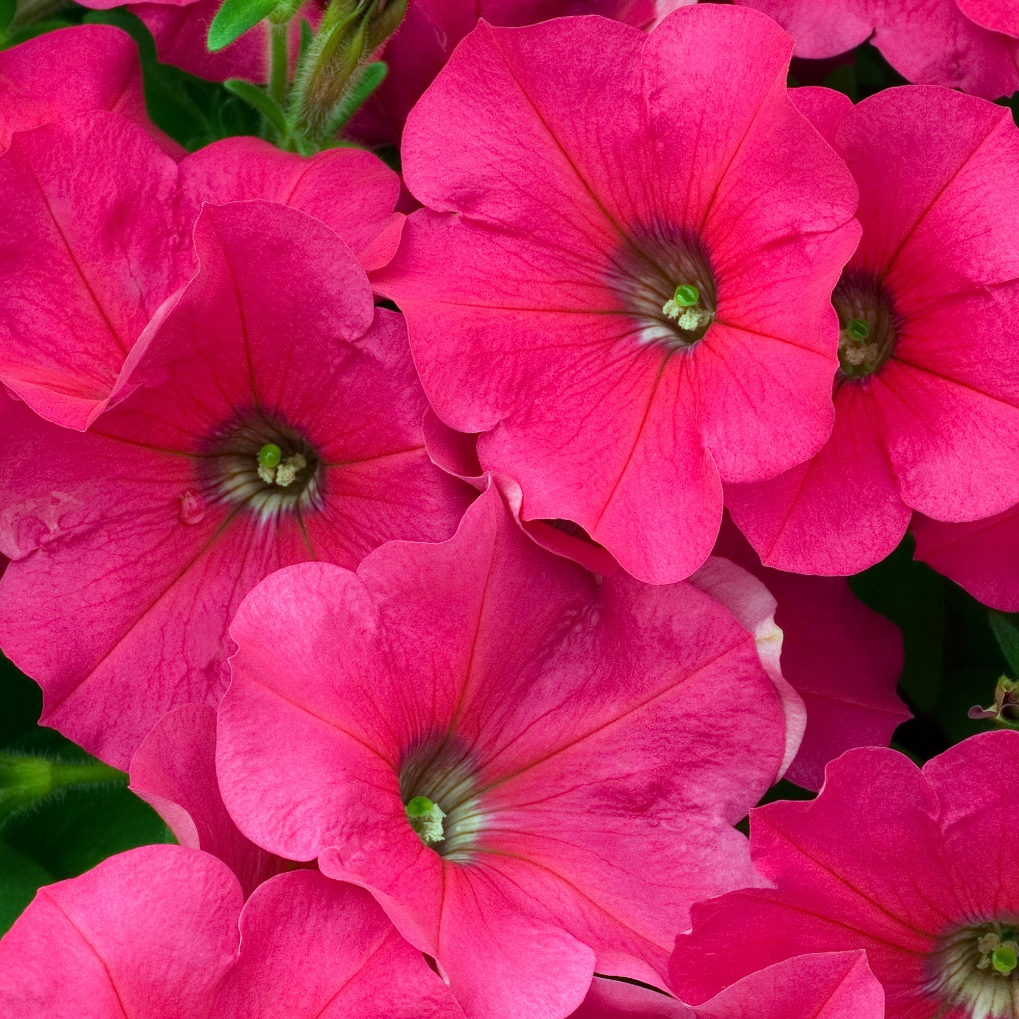 9 cell Petunia Frenzy Feeling Summer Bedding plant, Pack of 4 | DIY at B&Q