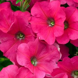9 cell Petunia Frenzy Feeling Summer Bedding plant, Pack of 4