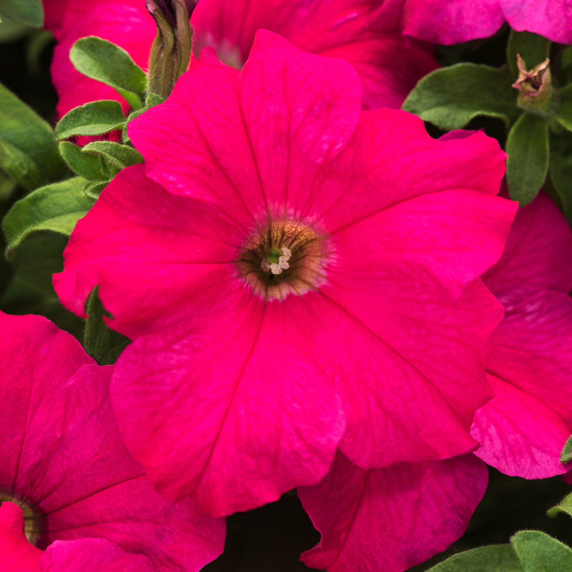 9 cell Petunia Rose Summer Bedding plant, Pack of 4
