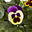 9 cell Seed Pansy & Viola Autumn Bedding plant, Pack of 4
