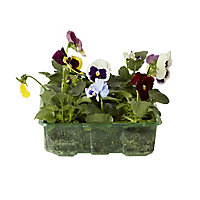 9 cell Seed Pansy & viola Autumn Bedding plant, Pack of 4