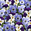 9 cell Seed Pansy & viola Autumn Bedding plant, Pack of 4