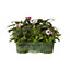 9 cell Seed Sweet william Autumn Bedding plant, Pack of 4