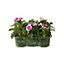 9 cell Seed Sweet william Autumn Bedding plant, Pack of 4