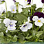 9 cell Seed Viola Autumn Bedding plant, Pack of 4