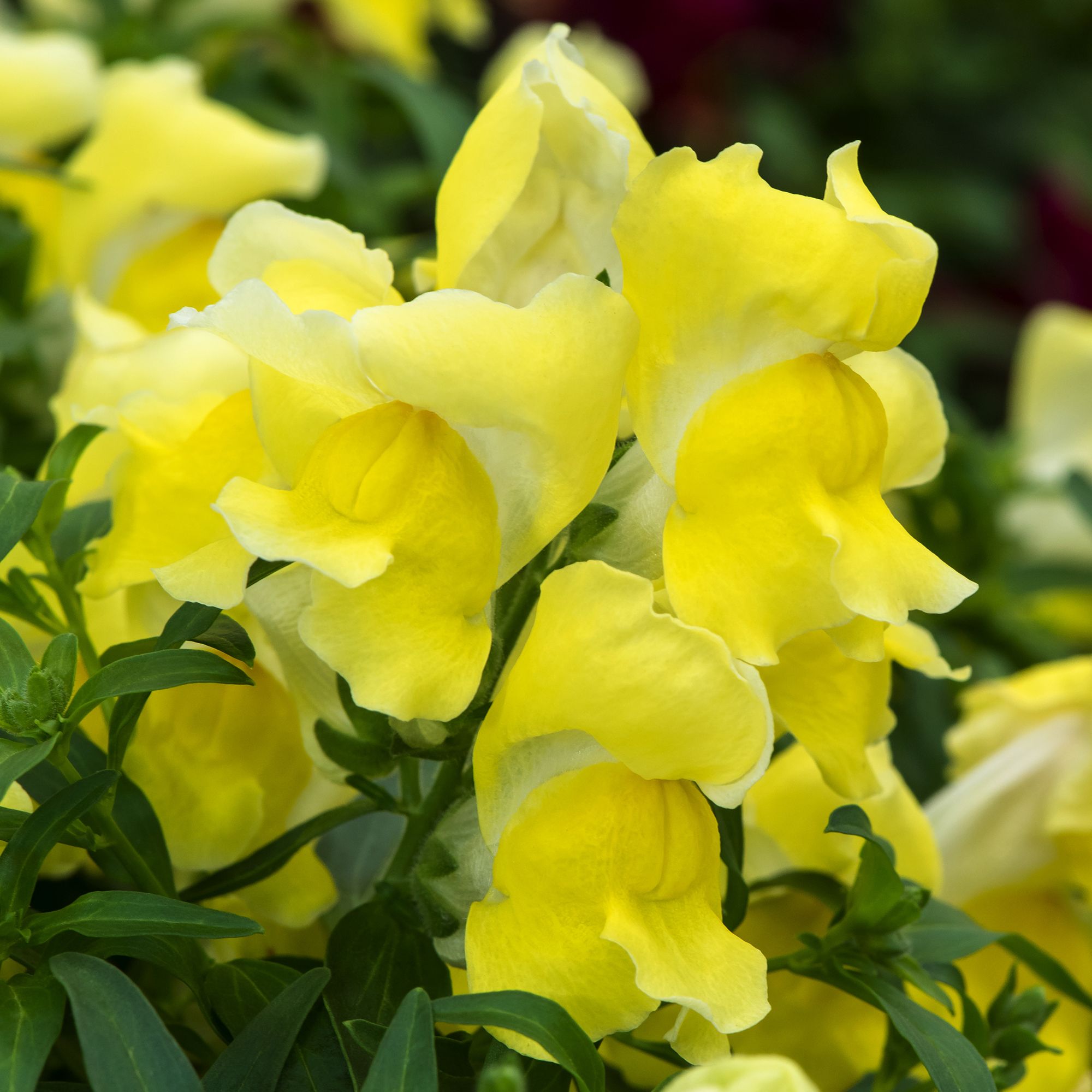 9 cell Snapdragon Yellow Summer Bedding plant, Pack of 4