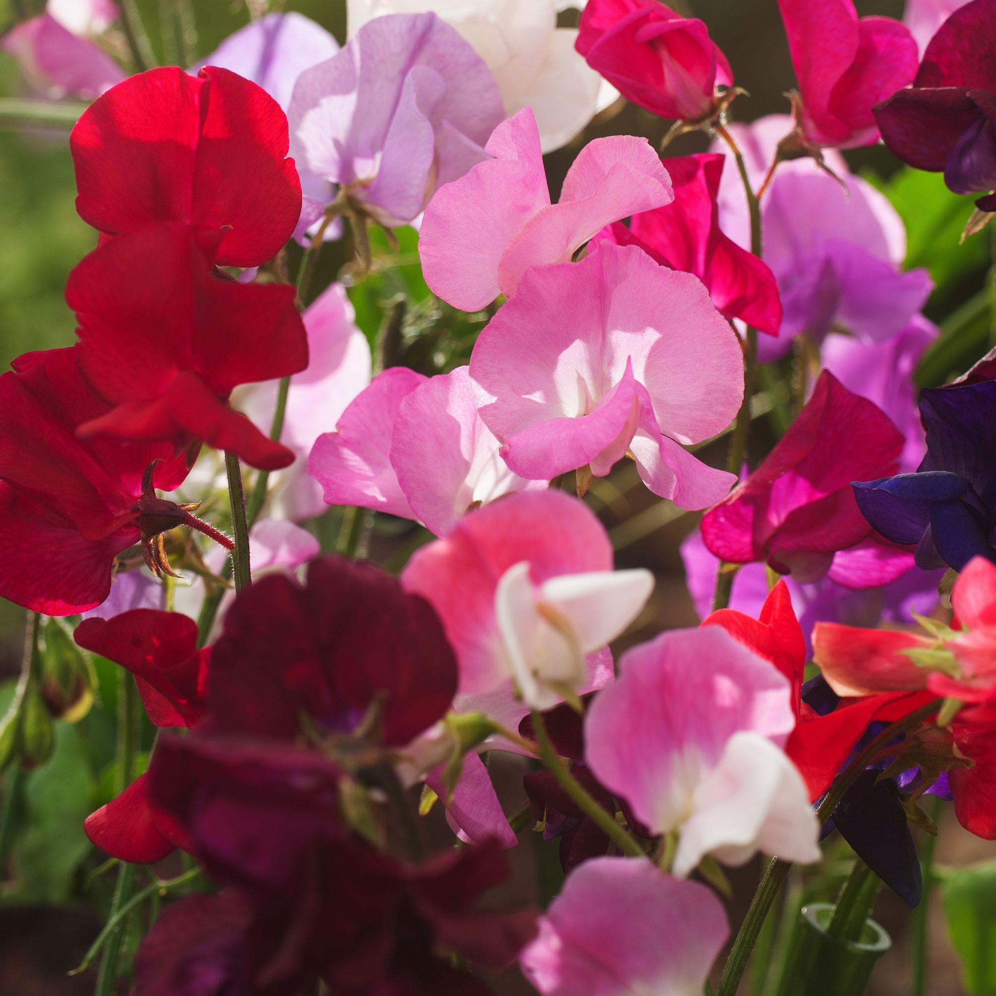 9 cell Sweet pea Spencer Spring Bedding plant, Pack of 4 | DIY at B&Q