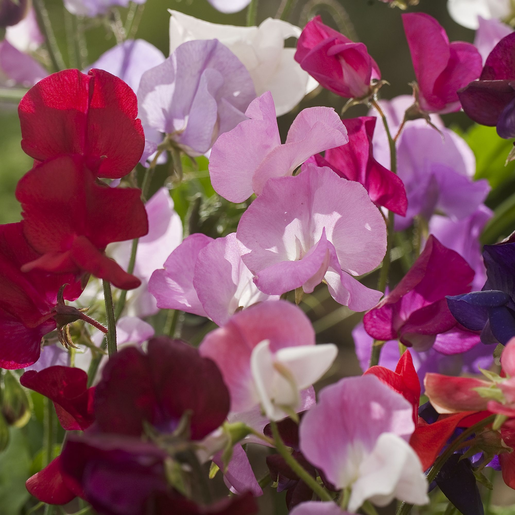 9 cell Sweet pea Spencer Summer Bedding plant, Pack of 4