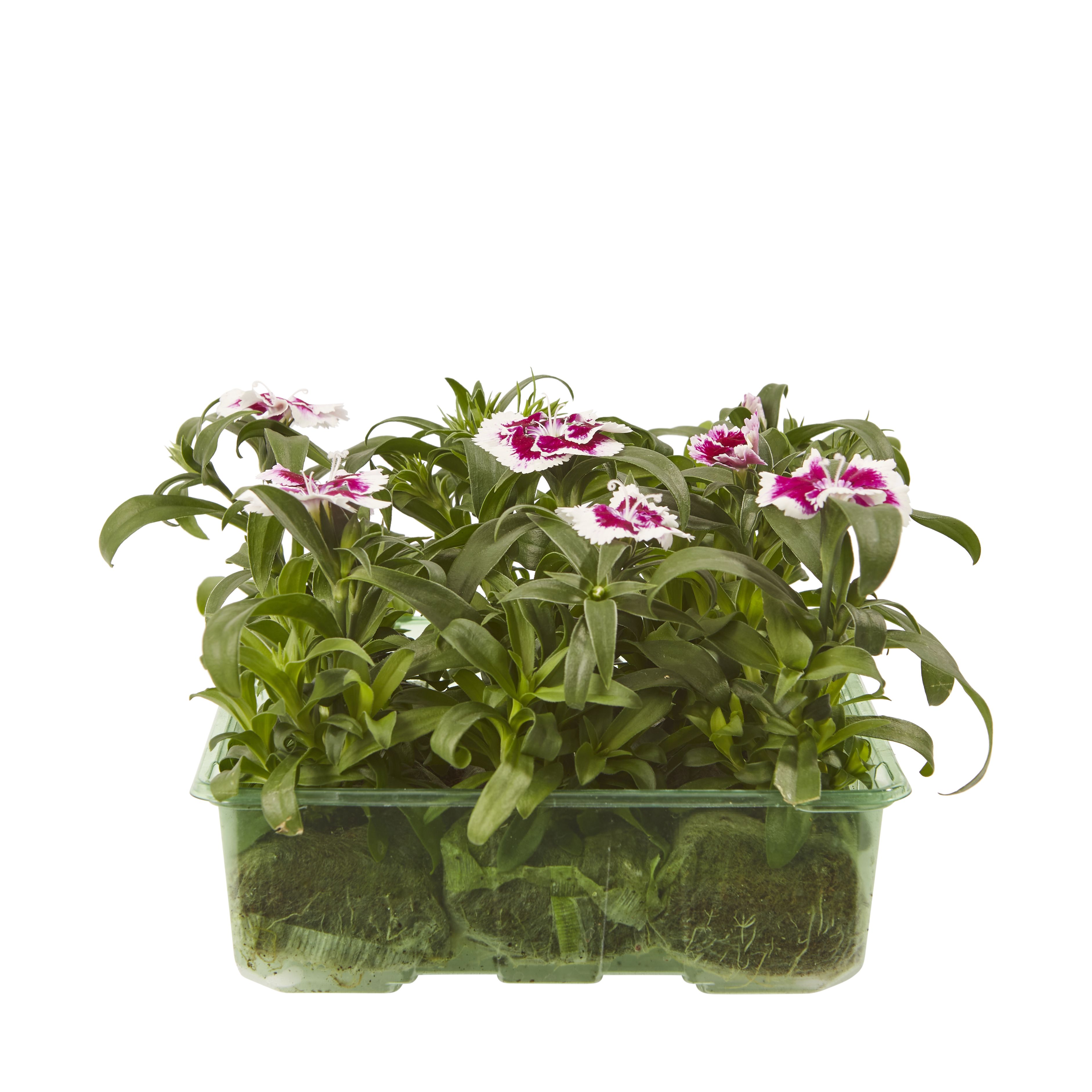 9 cell Sweet william Violet Picotee Summer Bedding plant, Pack of 4