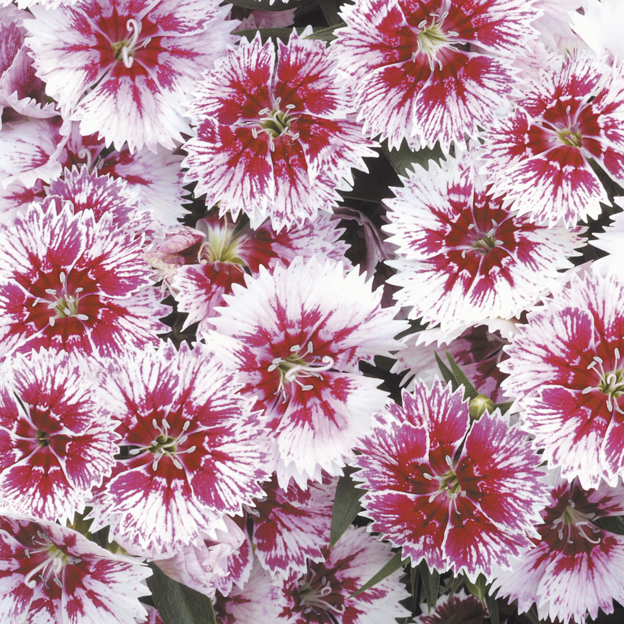 9 cell Sweet william Violet Picotee Summer Bedding plant, Pack of 4