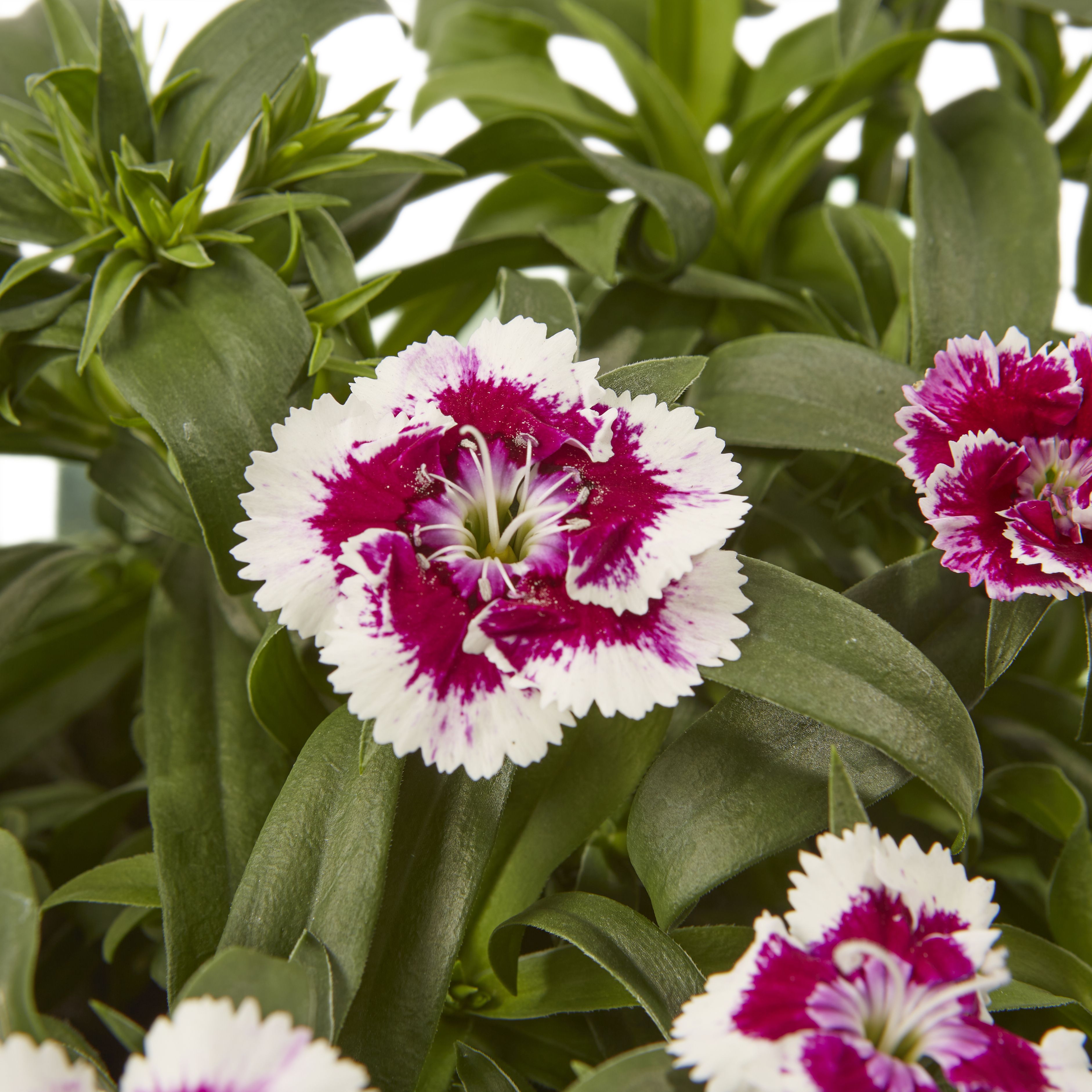 9 cell Sweet william Violet Picotee Summer Bedding plant, Pack of 4
