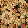 9 cell Verbena Apricot Summer Bedding plant, Pack of 4