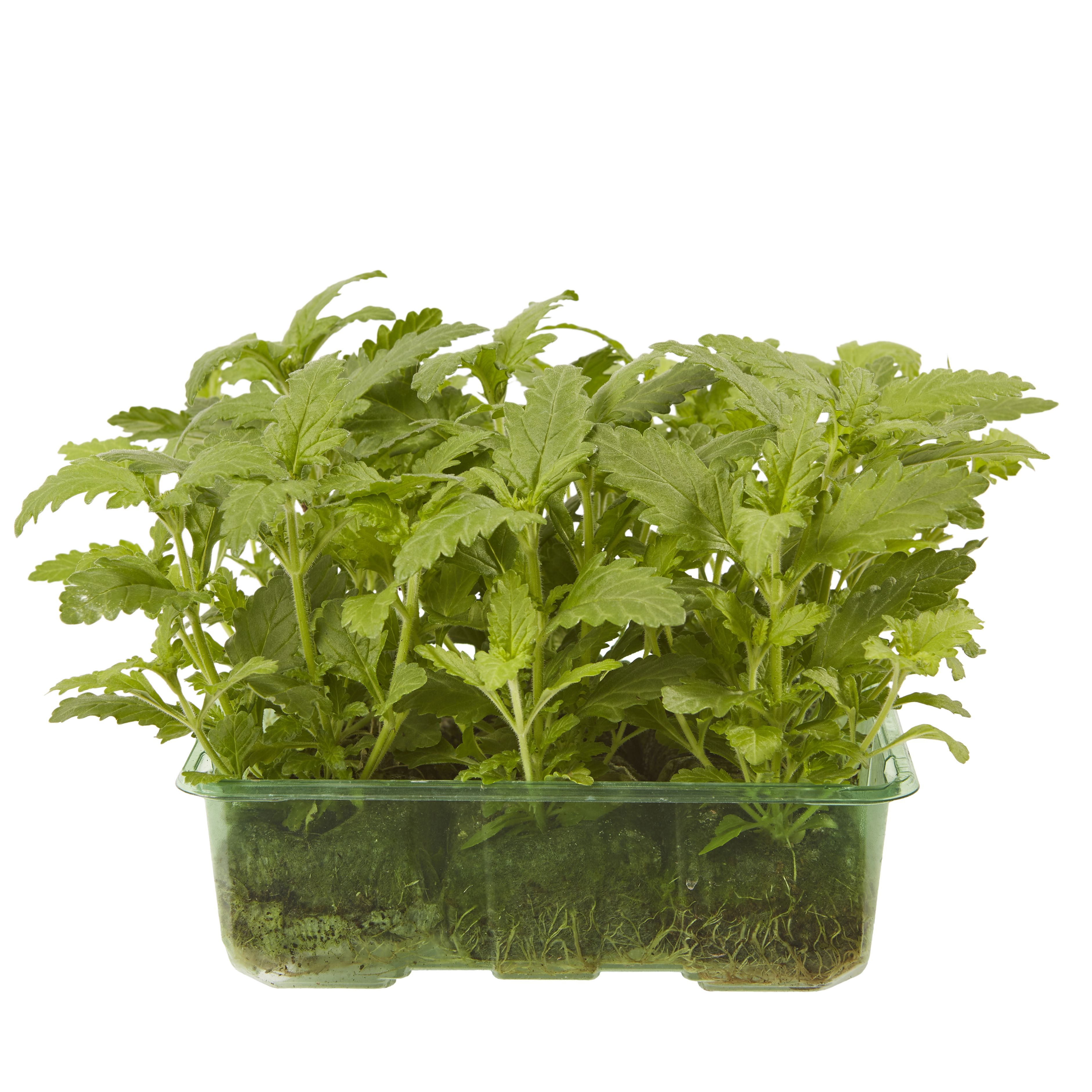 9 cell Verbena Summer Bedding plant, Pack of 4 DIY at B&Q